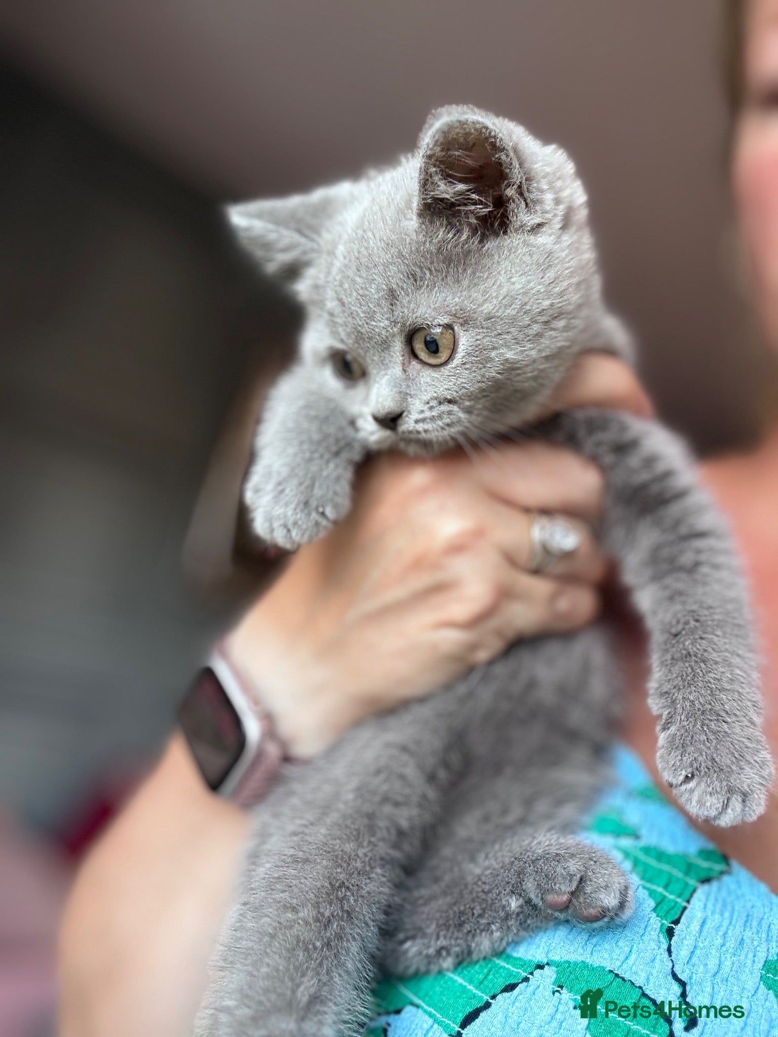 British Shorthair cats stunning affectionate Kittens available - Advert 2