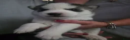 Siberian Husky dogs for sale: 9 siberian husky puppies in Manchester - Advert 9