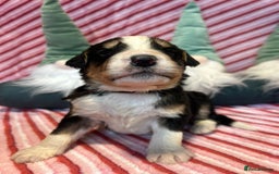 Bernedoodle dogs for sale: Tri Bernedoodle boys and girls  - Advert 14