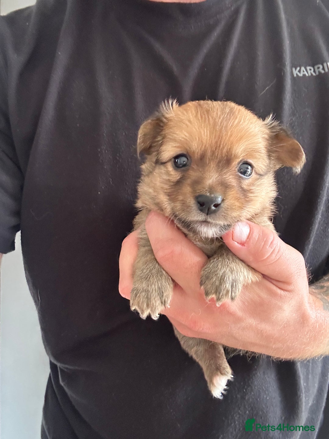 Chihuahua dogs for sale: Chihuahua X puppies  - Image 9