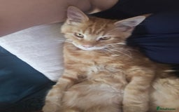 Maine Coon cats for sale: Male main coon - Image 5