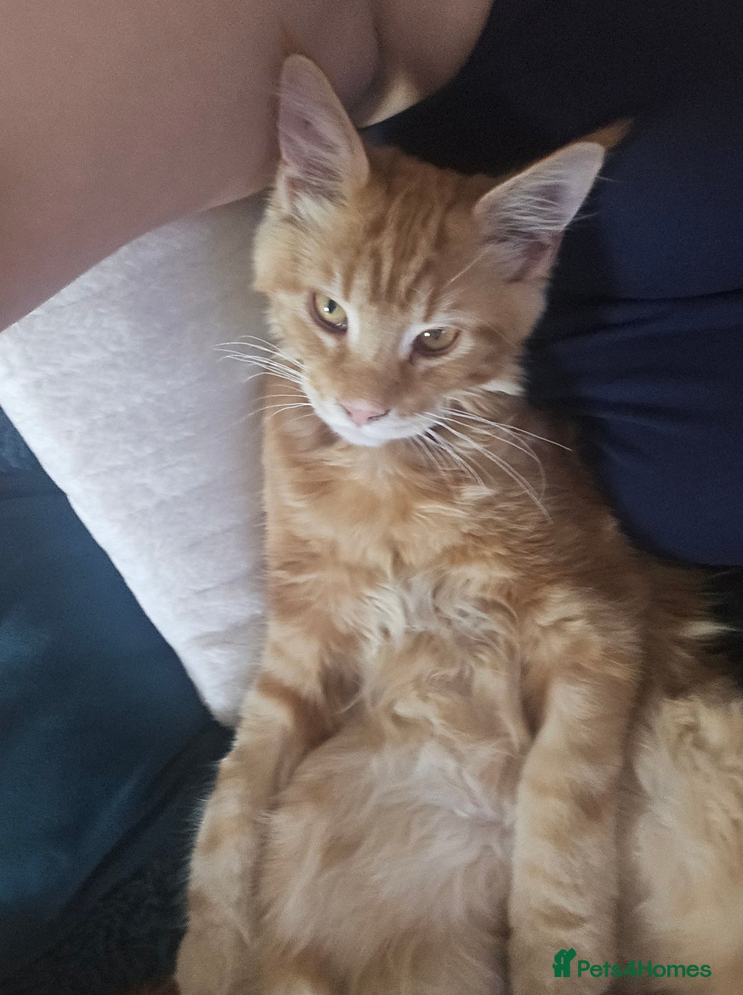 Maine Coon cats for sale: Male main coon - Image 5