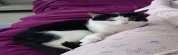 Mixed Breed cats for sale: 2 cats female and male in South Shields - Advert 3