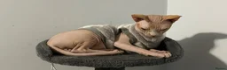 Sphynx cats for sale: Franek good for 5* home - Advert 10