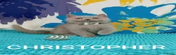 British Shorthair cats for sale: CHRISTOPHER ( little bear)  in London - Advert 6