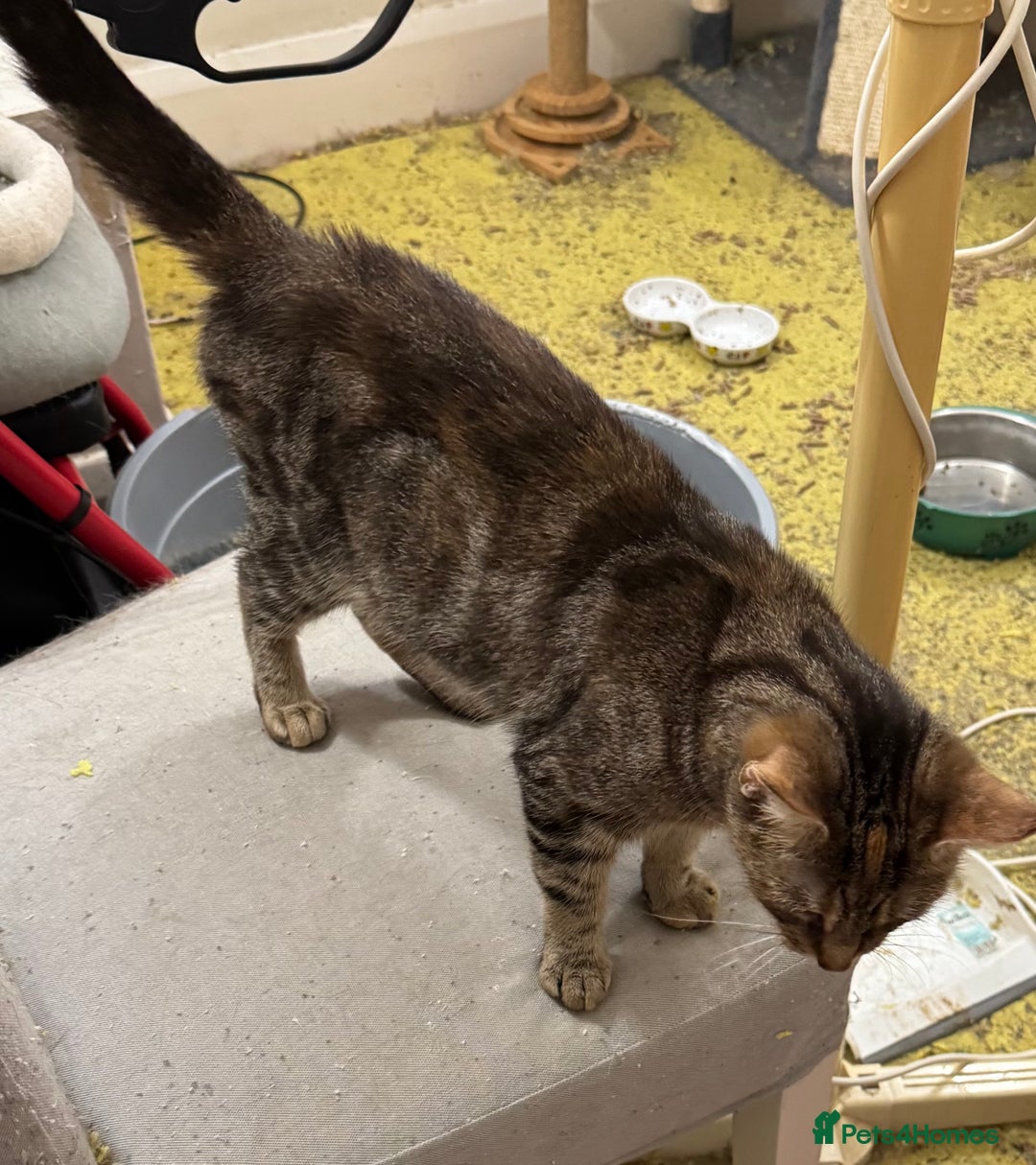 Maine Coon cats for sale: Sisters for adoption  - Advert 3