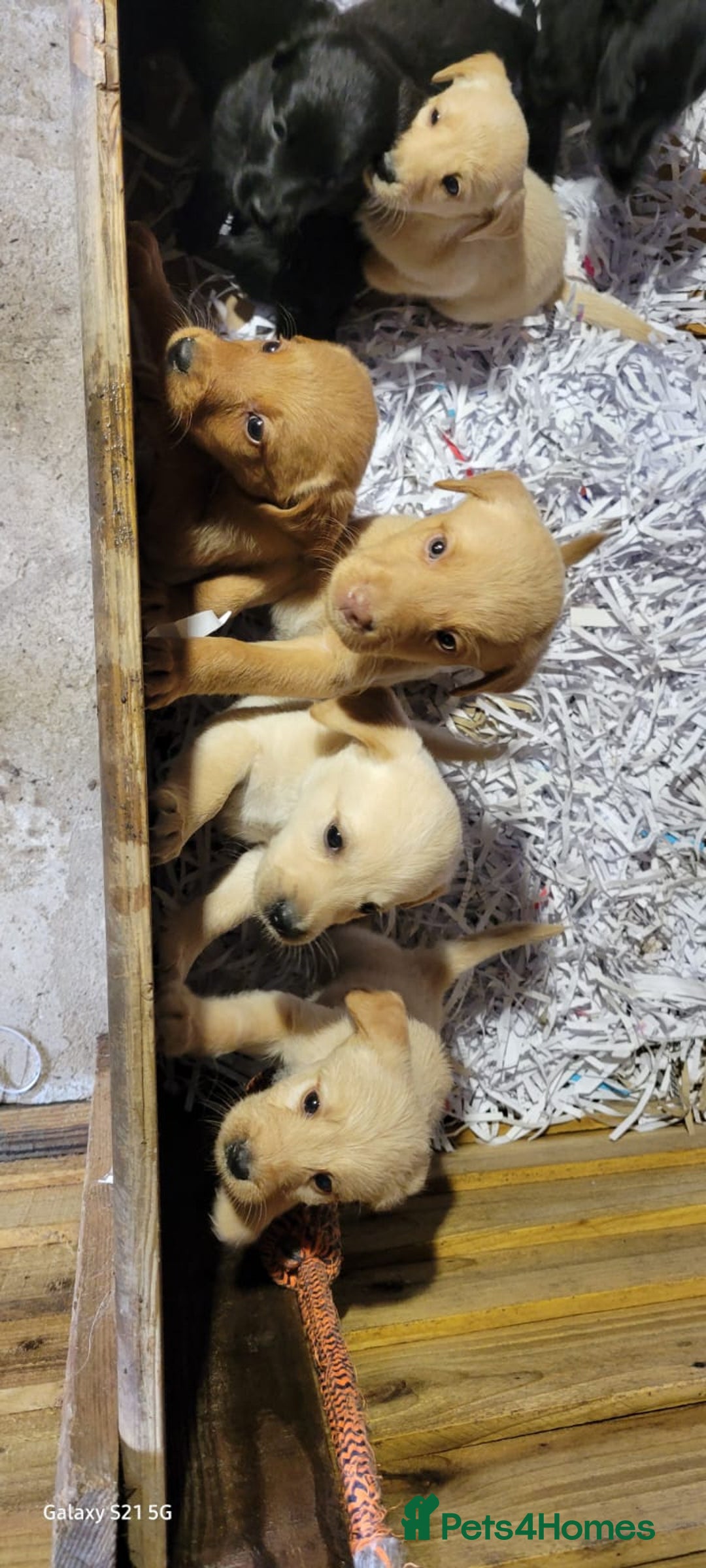 Labradoodle dogs for sale: F1b labradoodle,  back cross to a labrador - Image 24