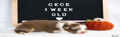 Cece