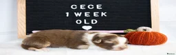 Australian Shepherd dogs for sale: KC registered Australian shepherd  - Advert 4