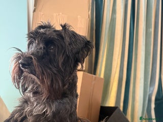 Miniature Schnauzer dogs Beautiful kc reg Black Mini Schnauzer for stud - Advert 2