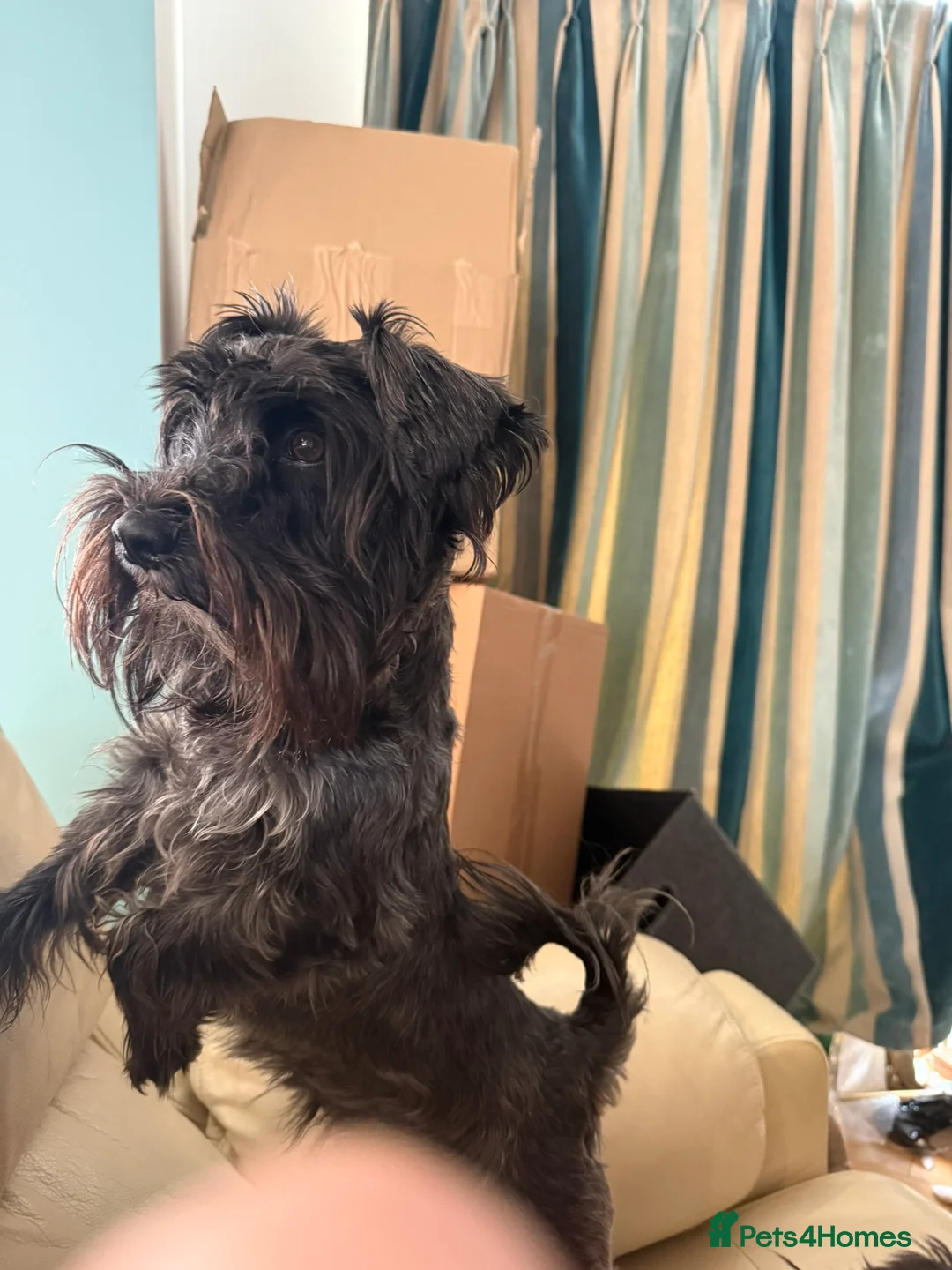 Miniature Schnauzer dogs for stud: Beautiful kc reg Black Mini Schnauzer for stud - Advert 1
