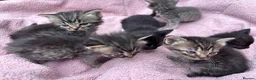 British Shorthair cats for sale: Friendly Tabby kittens  - Advert 14