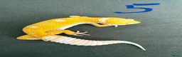 Leopard Gecko reptiles for sale: Leopard geckos - Advert 5