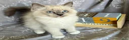 Ragdoll cats for sale: GCCF REGISTERED DNA TESTED PARENTS - Advert 7