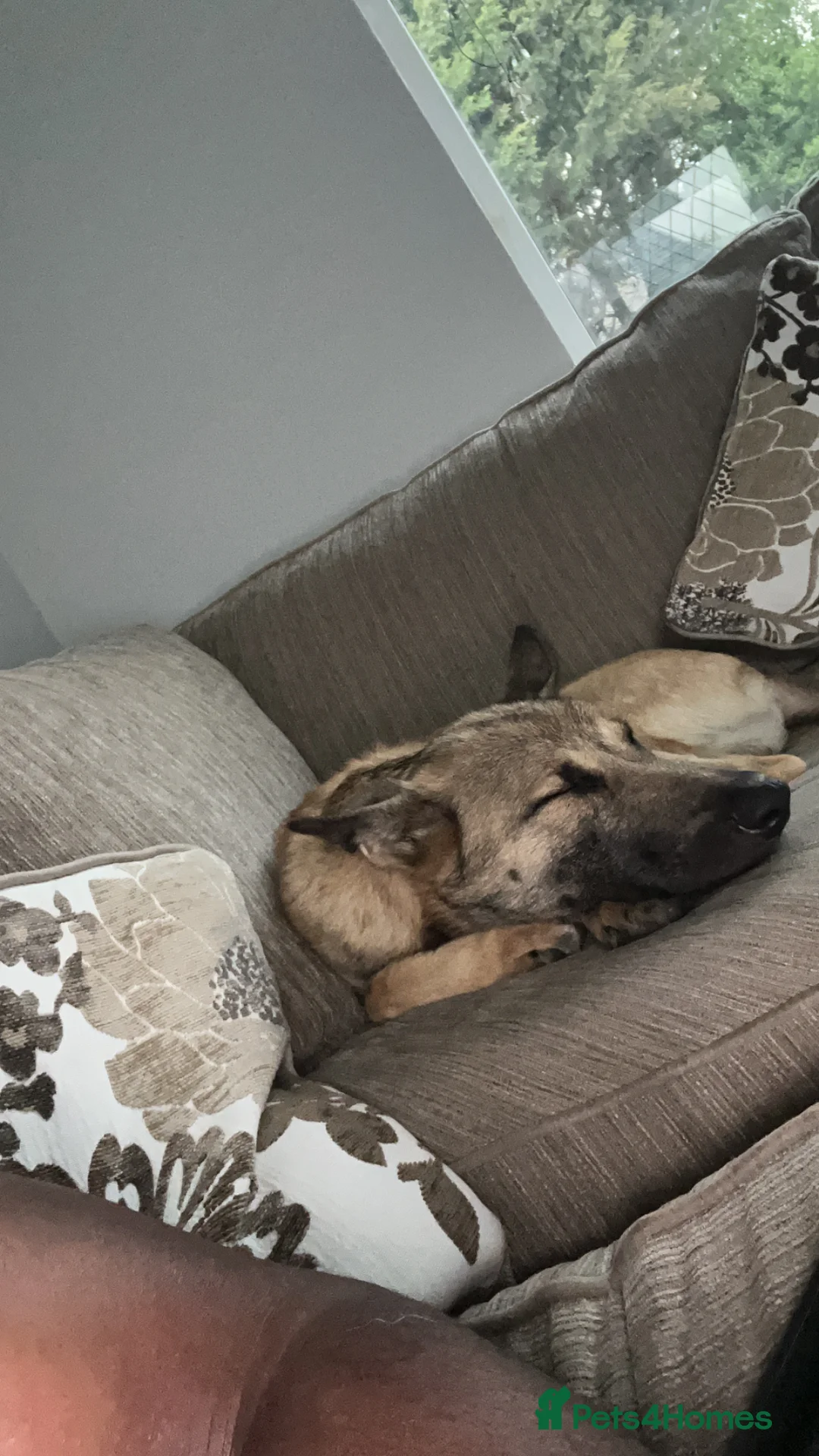 Mixed Breed dogs for sale: Belgian Malinois puppy - Advert 4