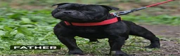 Staffordshire Bull Terrier dogs for sale: Blue & Black KC Staffie Puppies - Champ Bloodline - Advert 7