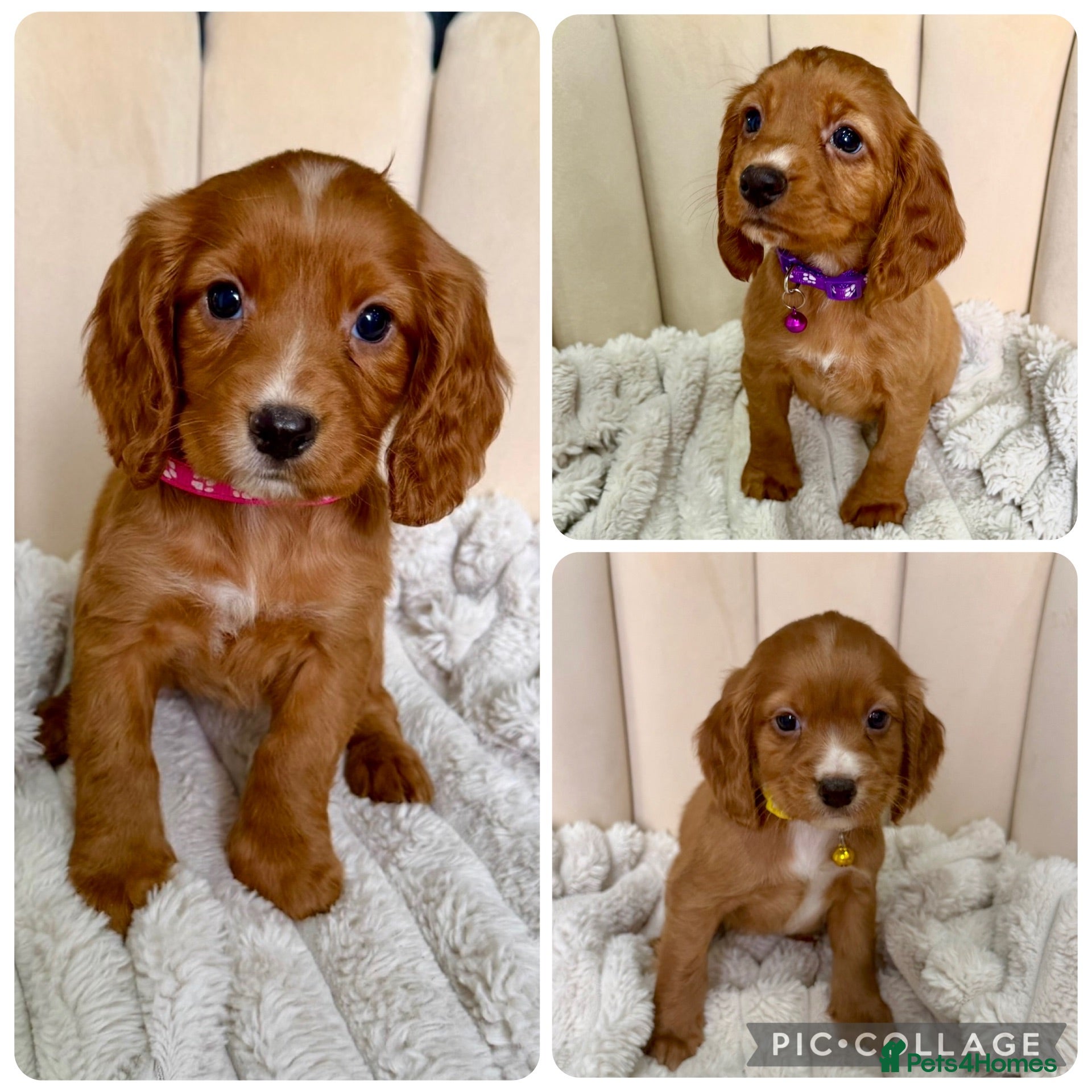 Cocker Spaniel dogs Adorable Red Cocker Spaniel Puppies 🐶❤️ - Advert 1