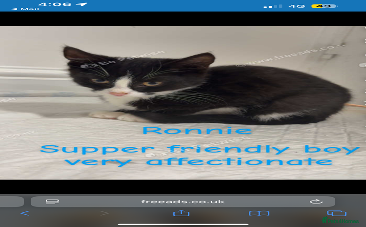 Mixed Breed dogs  Kittens / cats  - Advert 1