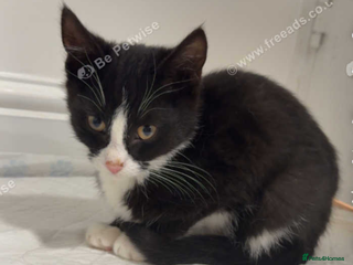 Mixed Breed dogs Kittens / cats - Advert 1