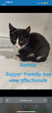 Mixed Breed dogs Kittens / cats - Advert 5