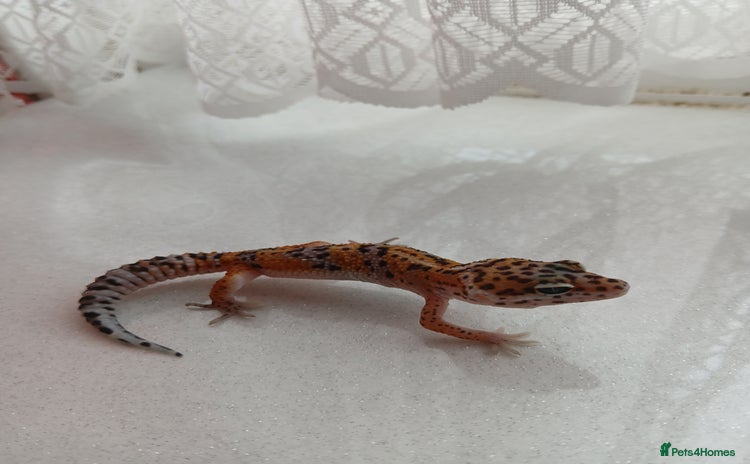 Leopard Gecko reptiles in Rochester - Advert 2