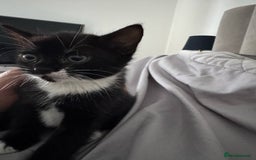 Mixed Breed cats for sale: girl and boy kitten looking for forever home - Image 1