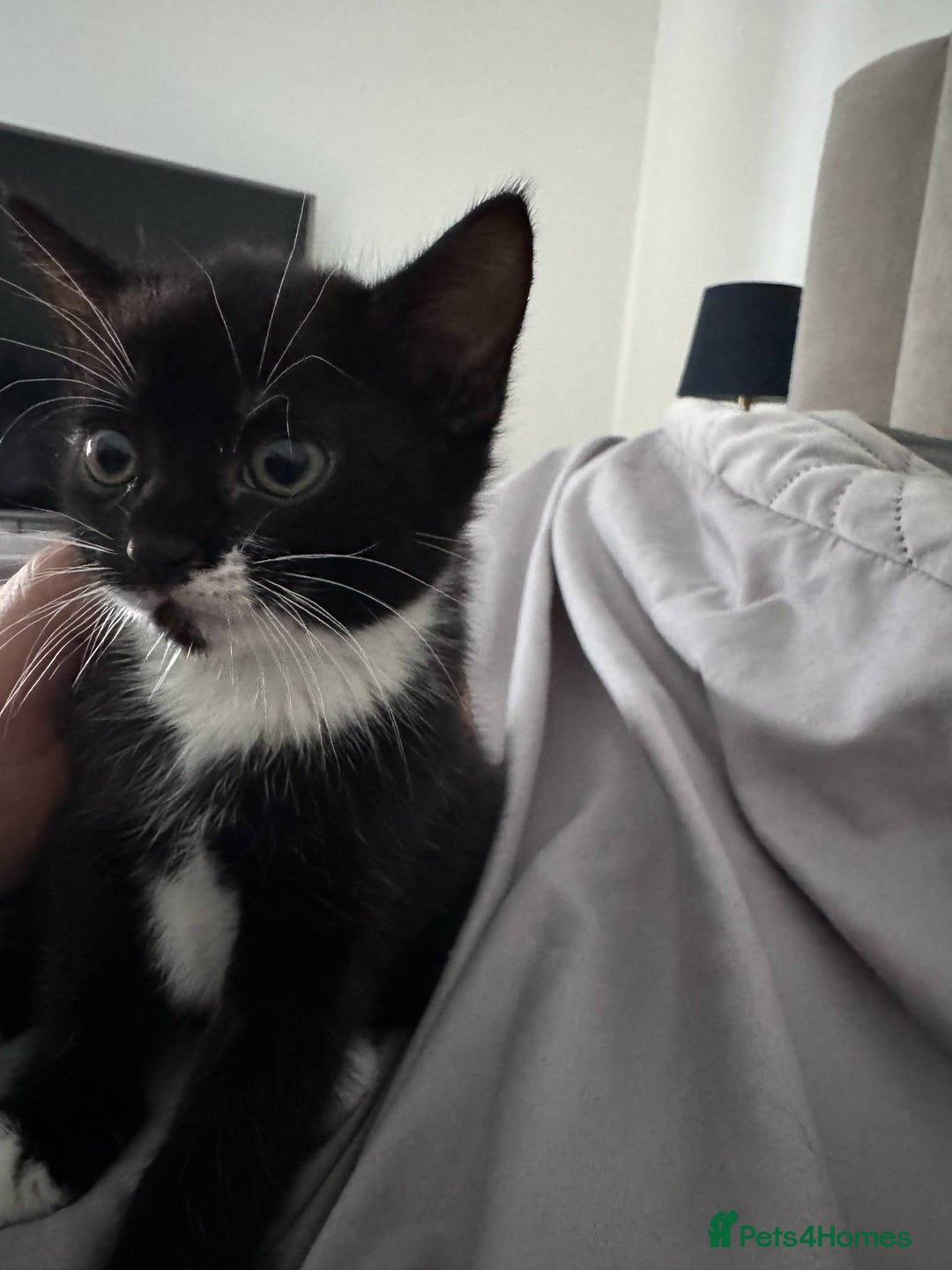 Mixed Breed cats for sale: girl and boy kitten looking for forever home - Image 1