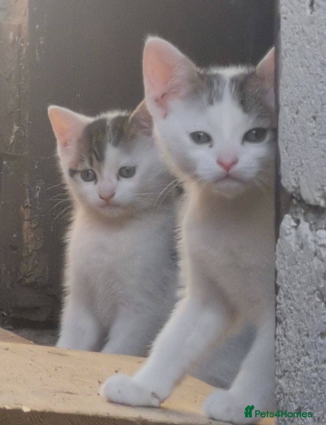 Domestic Shorthair cats 2 Beautiful kittens  - Advert 12