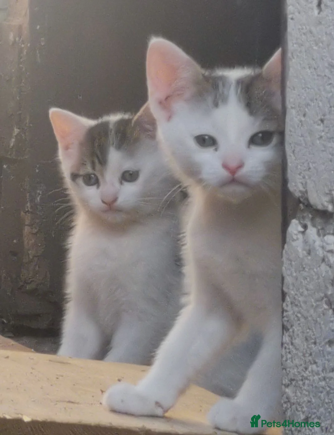 Domestic Shorthair cats for sale: 2 Beautiful kittens  - Advert 1