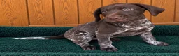 German Shorthaired Pointer dogs for sale: Exceptional KC GSP Puppies  - Advert 3