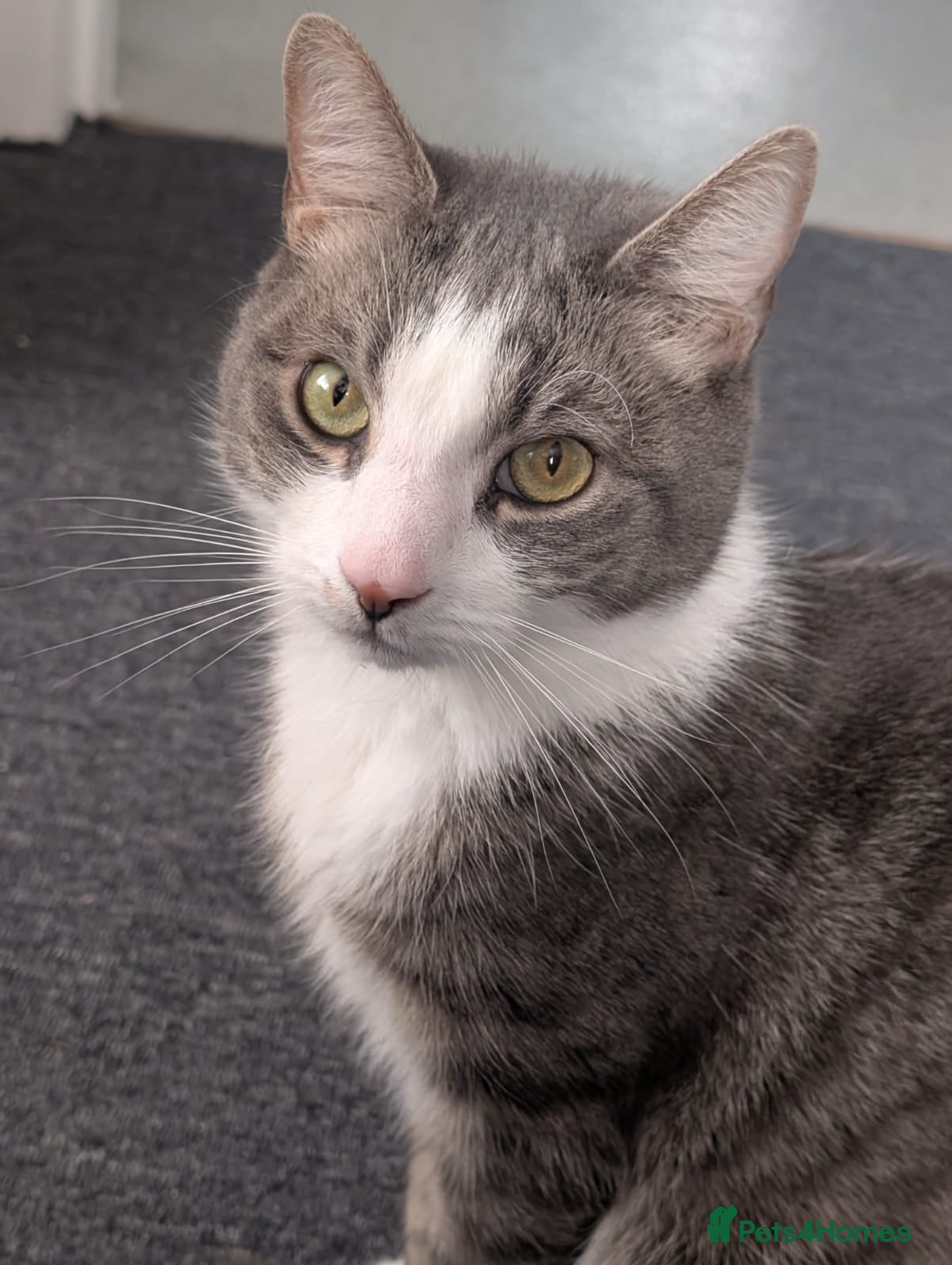 British Shorthair cats Christo - Advert 1