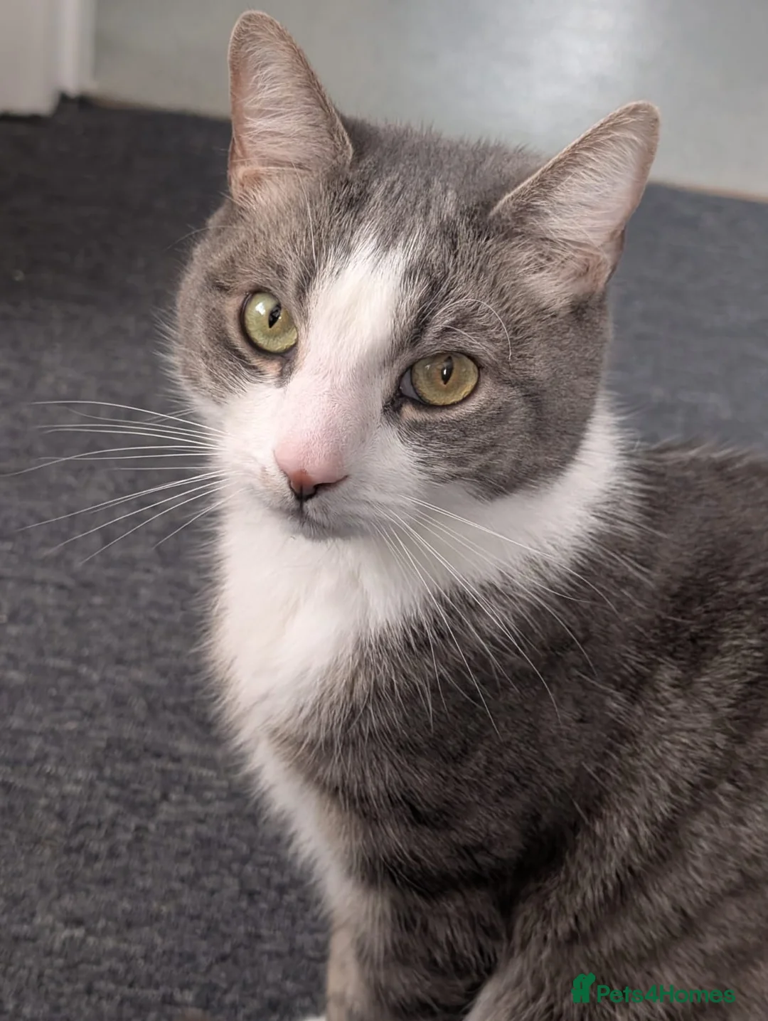 British Shorthair cats for sale: Christo - Advert 1