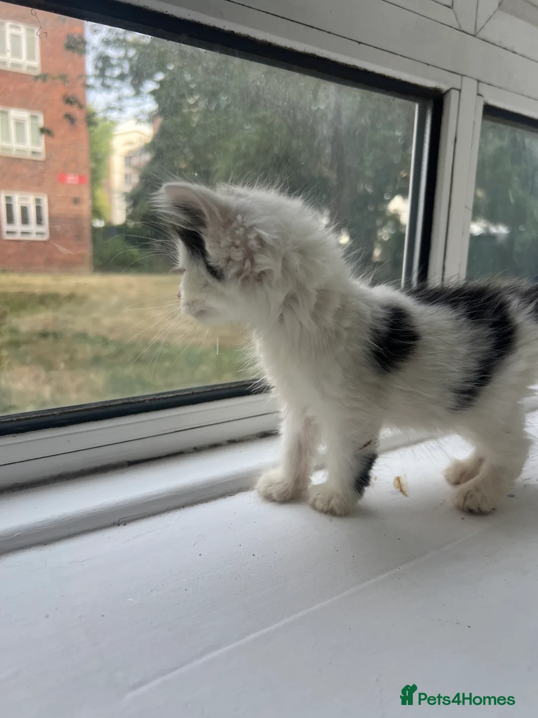 Mixed Breed cats for sale: Adorable Kittens Looking for Loving Homes in London - Advert 2