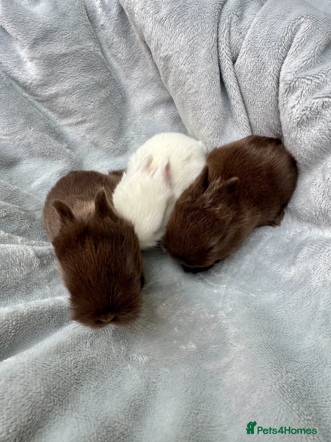 Netherland Dwarf rabbits for sale: Netherland Dwarf baby rabbits  - Advert 4