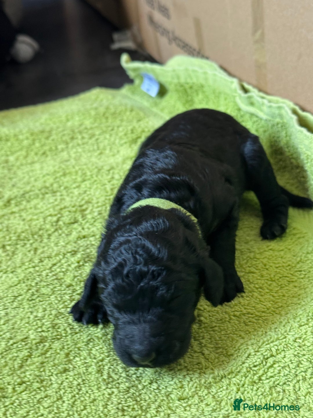 Standard Poodle dogs for sale: Wonderful standard poodle pup’s - Advert 15