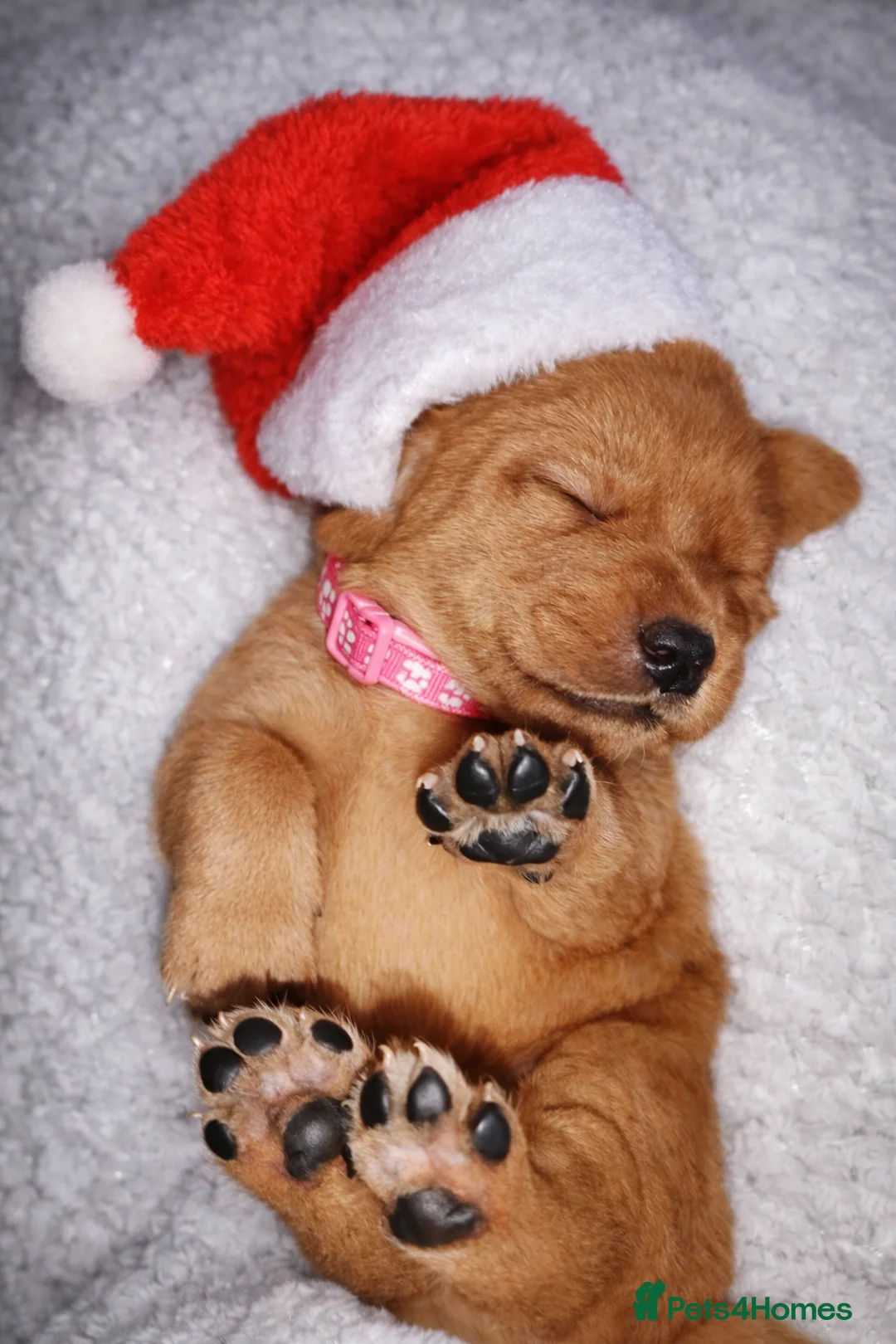 Labrador Retriever dogs for sale: Labrador Puppies (FOX RED) Last PUP Girl - Advert 6