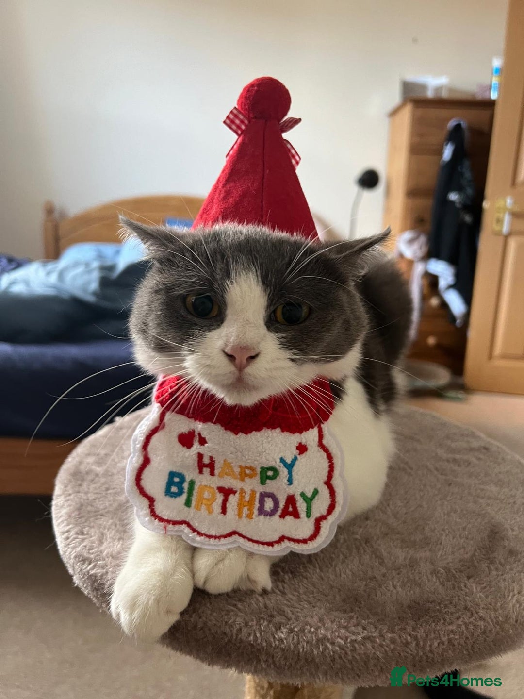 British Shorthair cats for sale: Cute British Shorthair Looking for Home - Advert 3