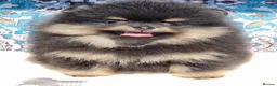 Pomeranian dogs for sale: Luxury Pomeranian puppies for sale!!! - Advert 25