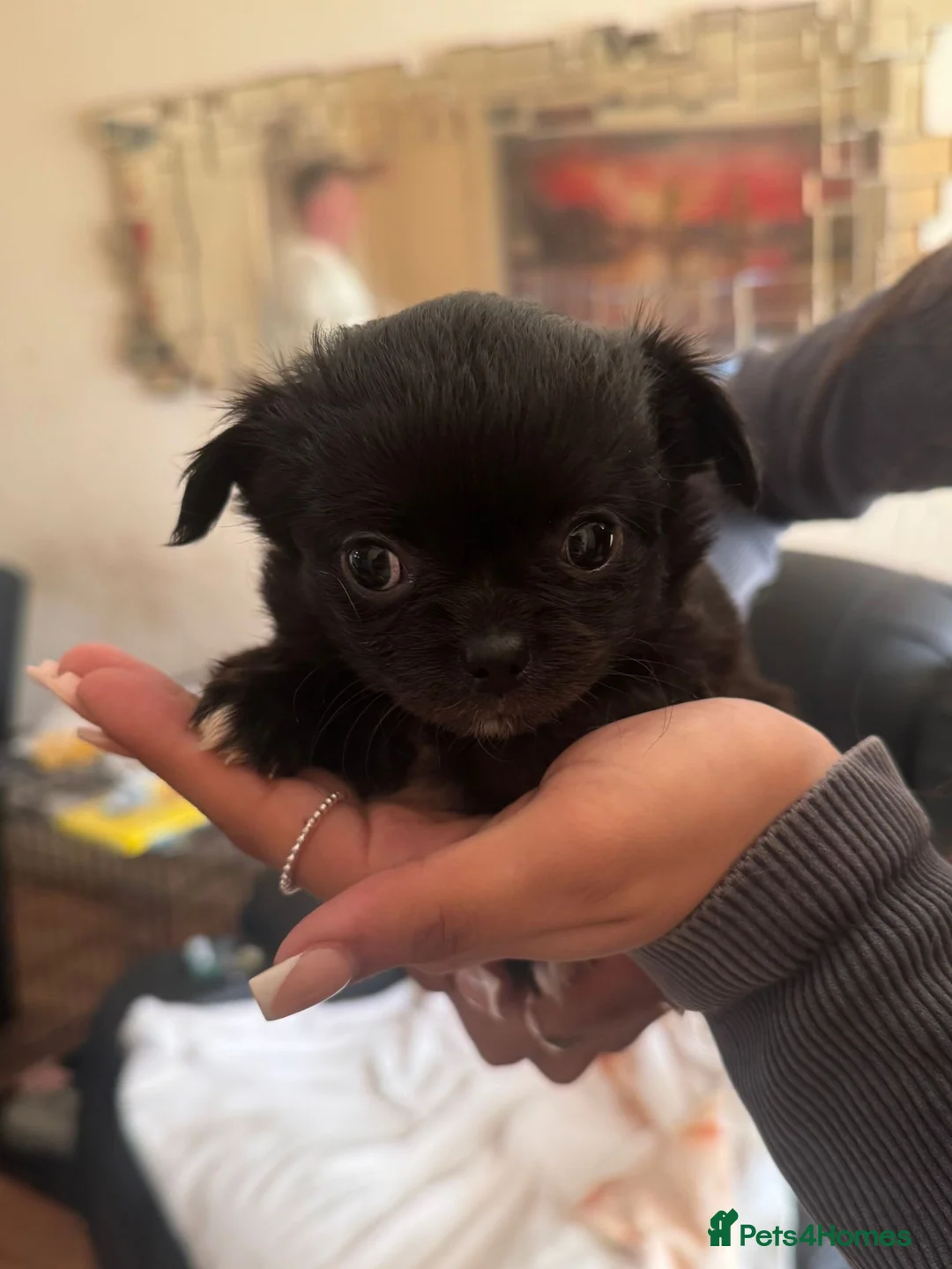 Chihuahua dogs for sale: 3 chihuahuas 2 girls and a boy  - Advert 1