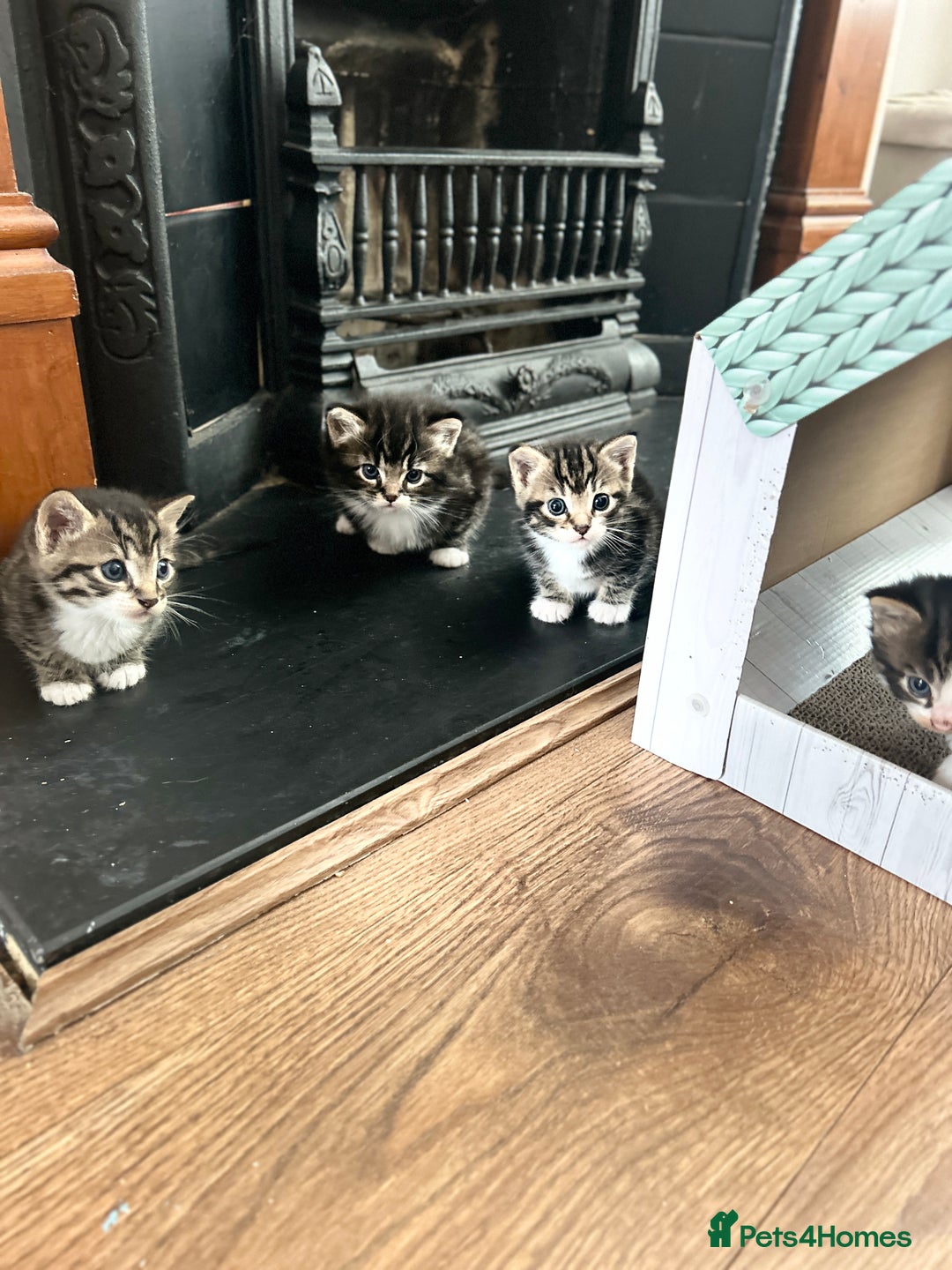 Mixed Breed cats for sale: 3 Lovely Kittens - Image 4