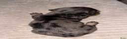Miniature Dachshund dogs for sale: Miniature long haired dachounds  - Advert 15