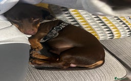 Miniature Dachshund dogs for sale: 1 year old miniature dachshund for sale  - Advert 2