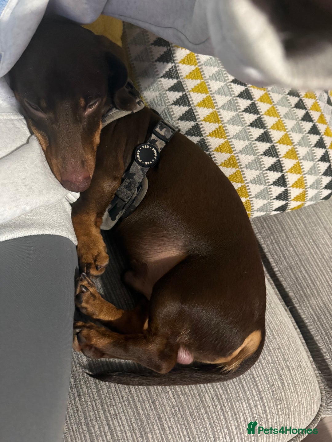 Miniature Dachshund dogs for sale: 1 year old miniature dachshund for sale  - Advert 2