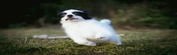 Papillon dogs for sale: HEALTH TESTED Papillon & Phalene  - Advert 4
