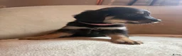 Mixed Breed dogs for sale: 12 golden retrievers x Sprollie - Advert 39