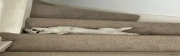 British Shorthair cats for sale: Milky is looking for his forever home  - Advert 5