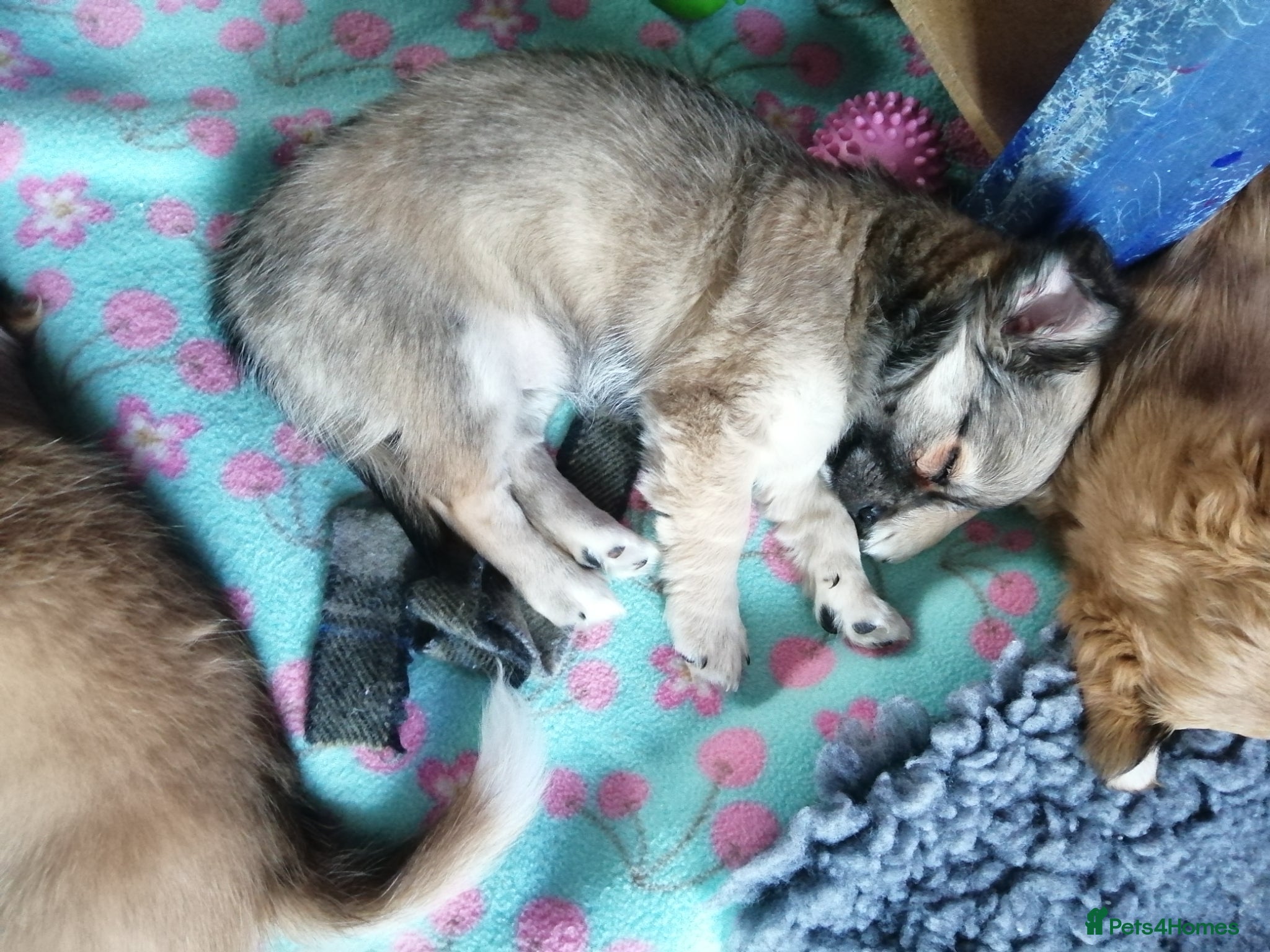 Chihuahua dogs for sale: Chihuahua puppy  in Okehampton - Advert 15