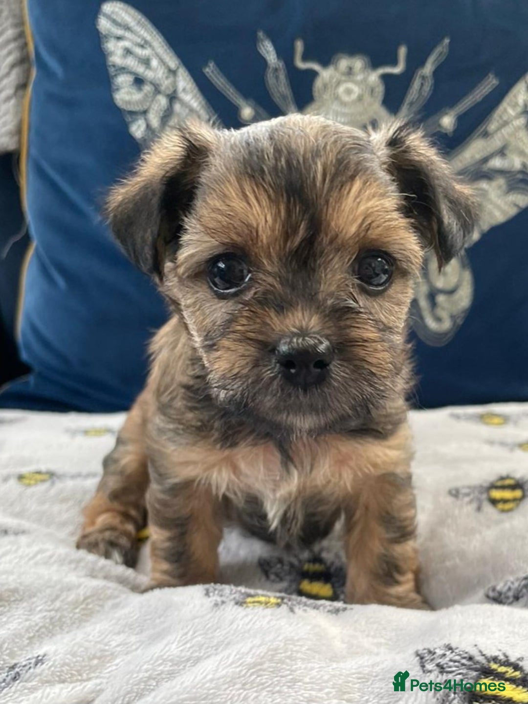 Yorkshire Terrier dogs for stud: Yorkshire terrier for stud - Advert 11