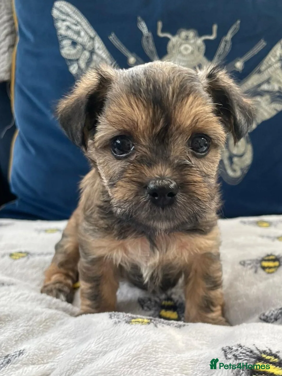 Yorkshire Terrier dogs for stud: Yorkshire terrier for stud - Advert 11