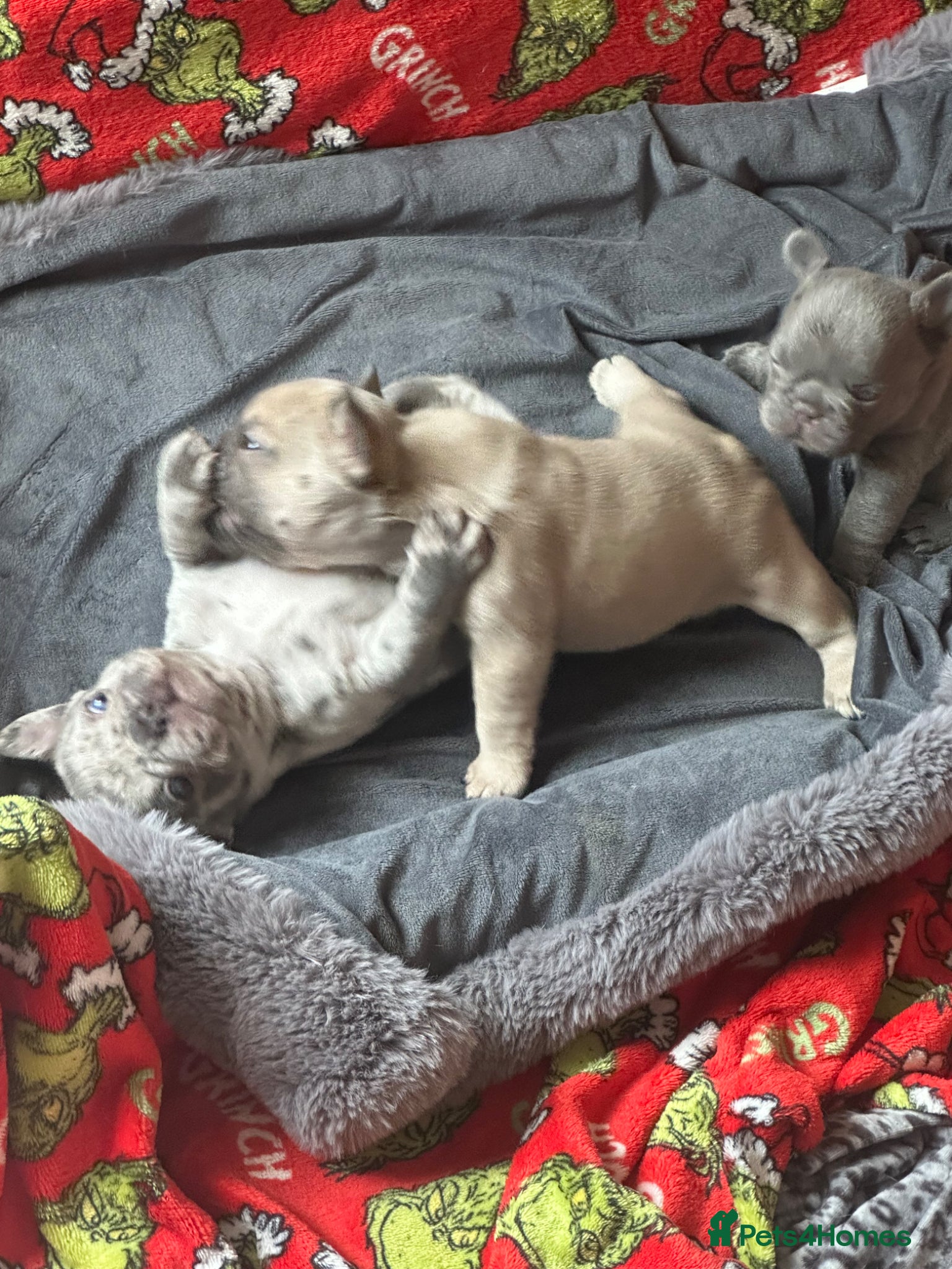 French Bulldog dogs for sale: Exotic frenchie puppys  - Advert 3